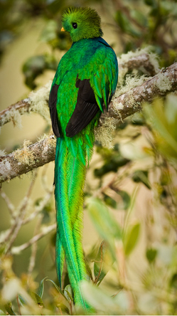 QUETZAL COSTA RICA, BIRD WATCHING, RUNDREISE